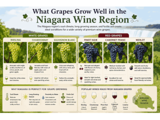 what-grapes-grow-well-in-the-niagara-wine-region-small-0