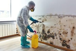 best-service-for-mold-removal-in-don-mills-big-0