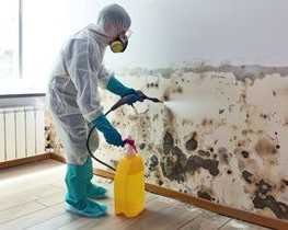 best-service-for-mold-removal-in-don-mills