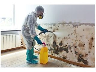best-service-for-mold-removal-in-don-mills-small-0
