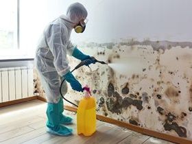 best-service-for-mold-removal-in-don-mills
