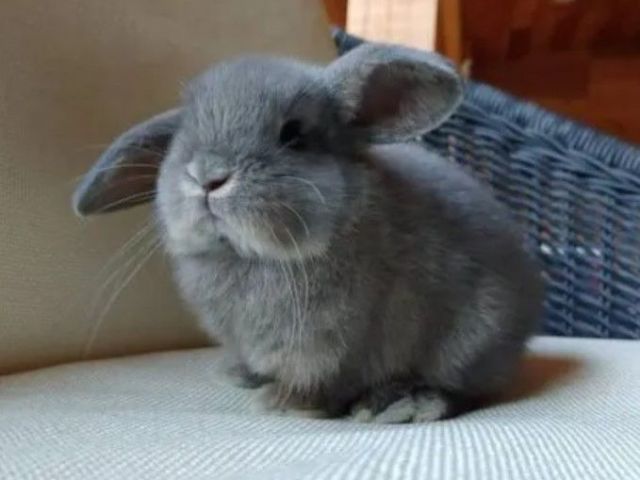 perfect-bunny-roger-male