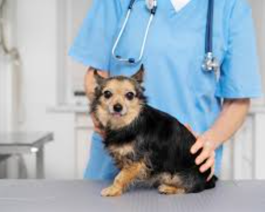 trusted-pet-hospital-in-coquitlam