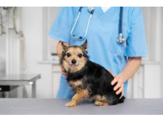 trusted-pet-hospital-in-coquitlam-small-0
