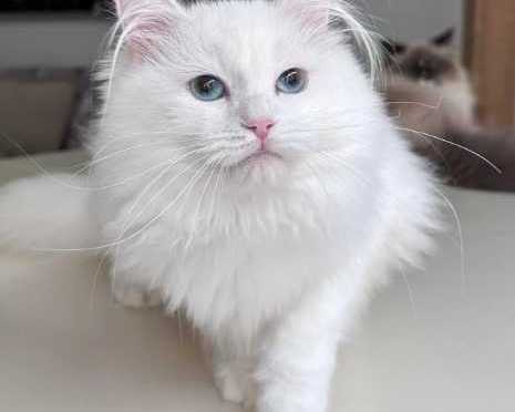 about-tia-places-buy-siberian-kittens