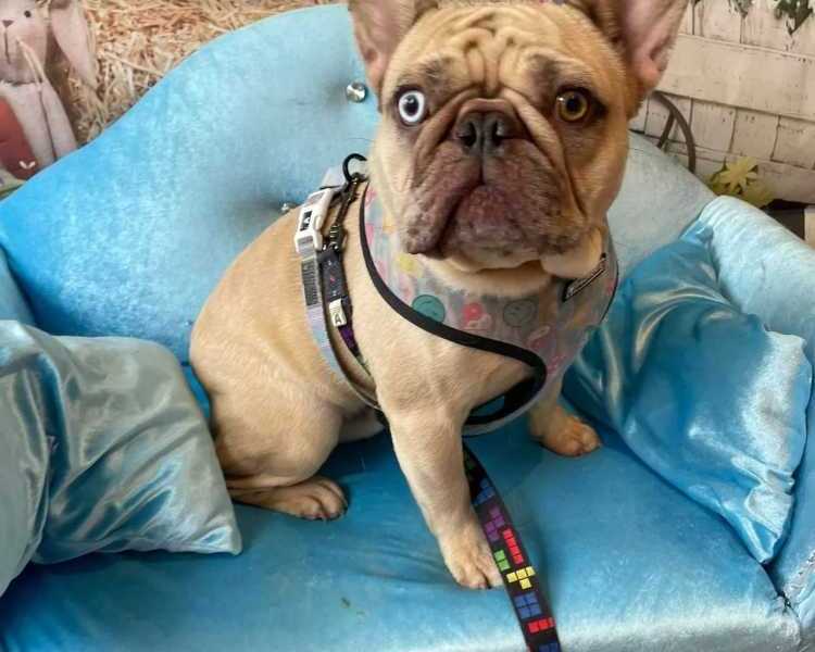 find-a-trusted-pet-groomer-near-me-for-expert-care