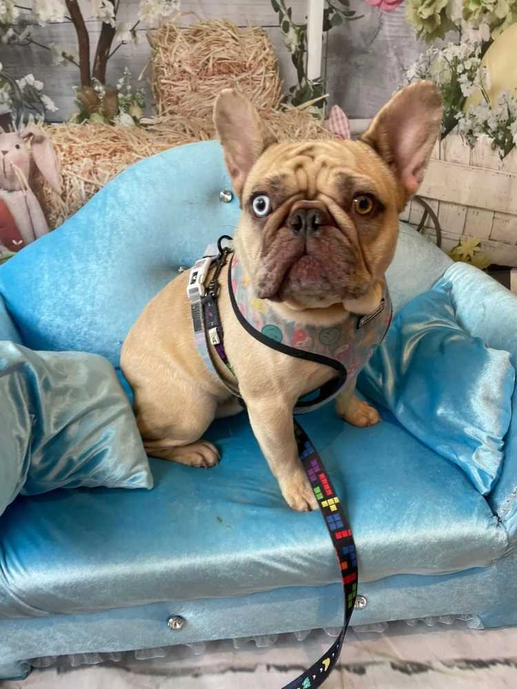find-a-trusted-pet-groomer-near-me-for-expert-care-big-0