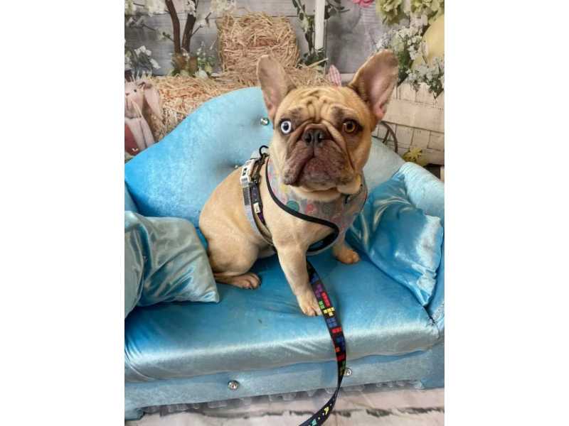 find-a-trusted-pet-groomer-near-me-for-expert-care-small-0