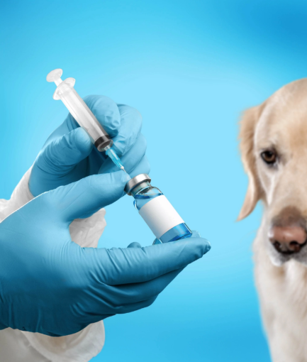 intercity-animal-emergency-clinic-emergency-pet-care-big-0
