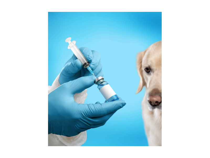 intercity-animal-emergency-clinic-emergency-pet-care-small-0