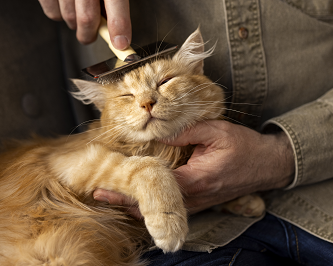 cat-grooming-north-york-toronto-gentle-professional-care