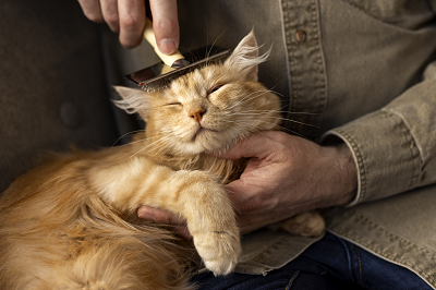 cat-grooming-north-york-toronto-gentle-professional-care-big-0