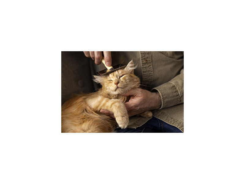 cat-grooming-north-york-toronto-gentle-professional-care-small-0
