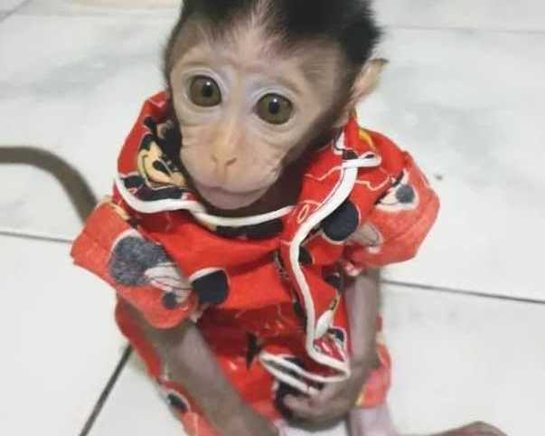 richard-male-macaque
