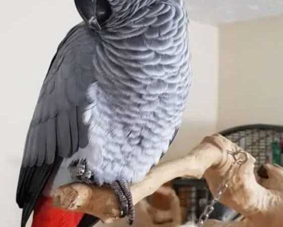 excellent-african-grey-parrot