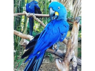 Adorable Hyacinth Macaws for Sale.