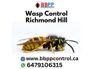 Wasp Control and Nest Removal Vaughan
