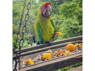Buffon/Great Green Macaw for Sale=