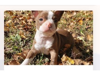 Finding Your Perfect Companion: Montreal, Canada Puppies for Sale