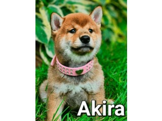 See Our Shiba Inu Dogs for Sale at 4EverPups