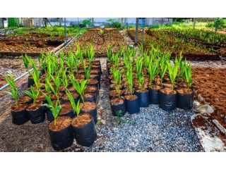 Transform Your Garden with Coir: Discover PlantBest's Secret!
