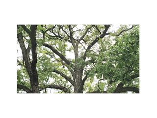 Revitalize Your Property with Expert Tree Cutting Services from TreeSolve Inc.