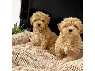 CKC MALE and FEMALE TOY POODLE PUPPIES