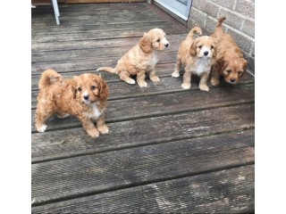 CKC MALE and FEMALE CAVAPOO PUPPIES