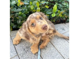 CKC MALE and FEMALE DACHSHUND PUPPIES