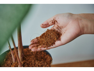 Buy Coco Coir at PlantBest