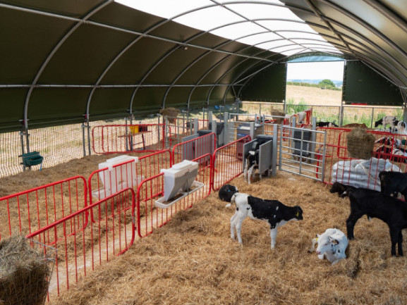 the-ultimate-calf-housing-for-modern-farms-big-2