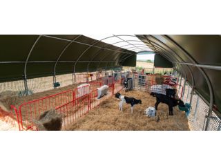 the-ultimate-calf-housing-for-modern-farms-small-2