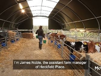 the-ultimate-calf-housing-for-modern-farms