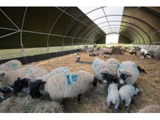 sheep-sheds-built-for-uk-farmers-small-0