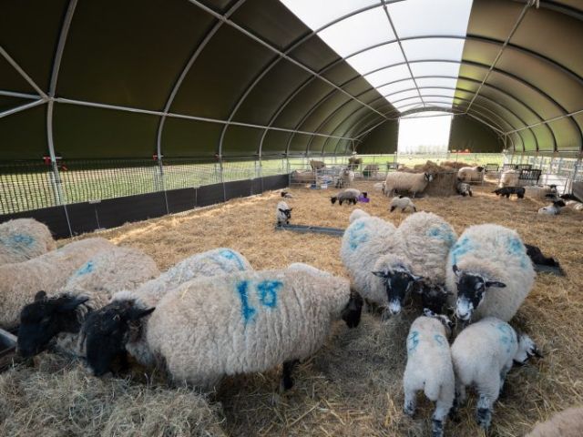 sheep-sheds-built-for-uk-farmers