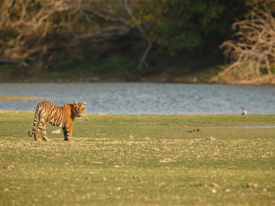 the-best-national-parks-to-visit-in-india-big-0