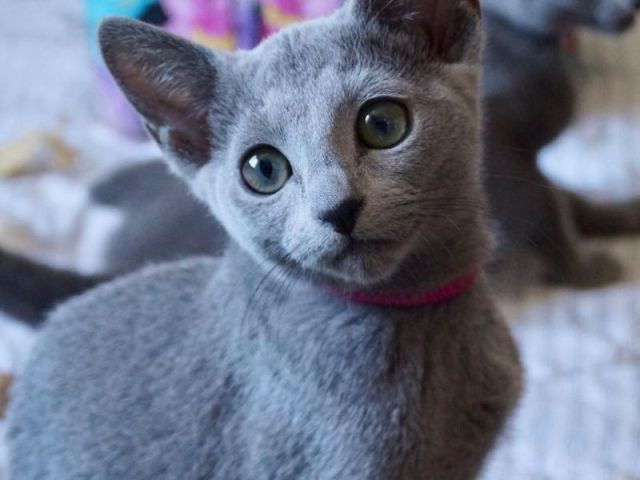fantasticmalefemale-kittens