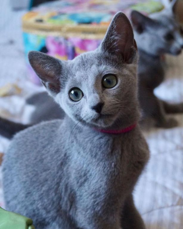 blue-kittens-available-big-0
