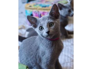 blue-kittens-available-small-0