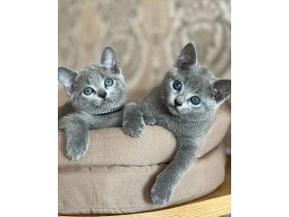 blue-kittens-available-small-1