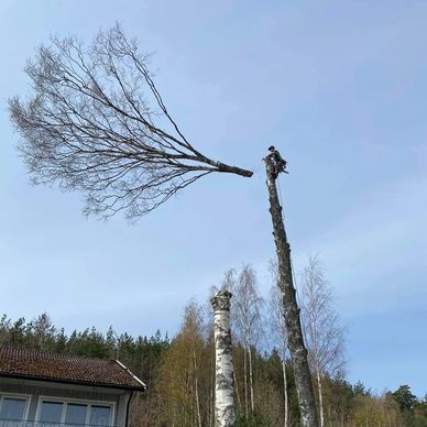 local-experts-offering-fast-tree-felling-services-in-surrey-big-0