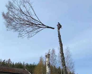 local-experts-offering-fast-tree-felling-services-in-surrey
