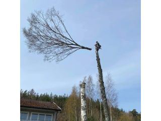local-experts-offering-fast-tree-felling-services-in-surrey-small-0