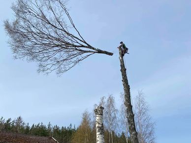 local-experts-offering-fast-tree-felling-services-in-surrey