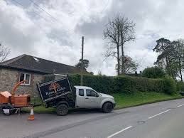 tree-surgeons-dorset-tree-surgeon-services-in-dorset-big-0