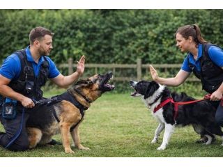 wirral-dog-behaviour-specialist-for-lasting-help-small-0