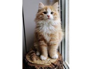 meet-kiki-siberian-kitten-small-0