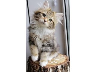 about-rio-how-to-find-a-siberian-kitten-small-0