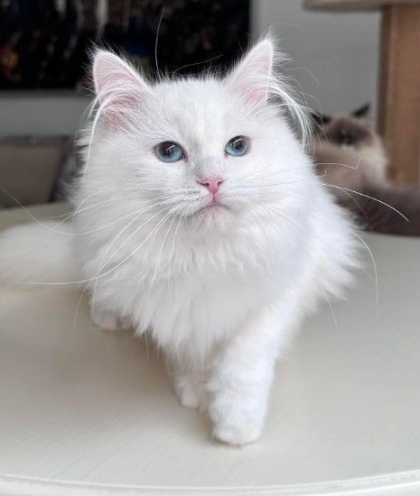 about-tia-places-buy-siberian-kittens-big-0