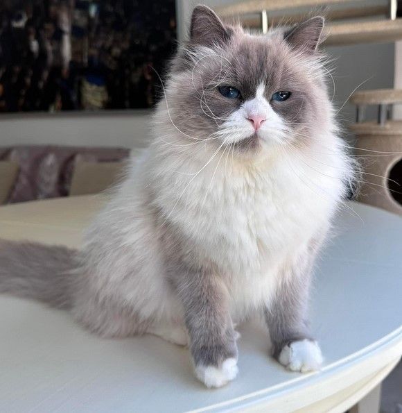 meet-rex-siberian-kitten-big-0